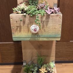 Unique Succulent Arrangement