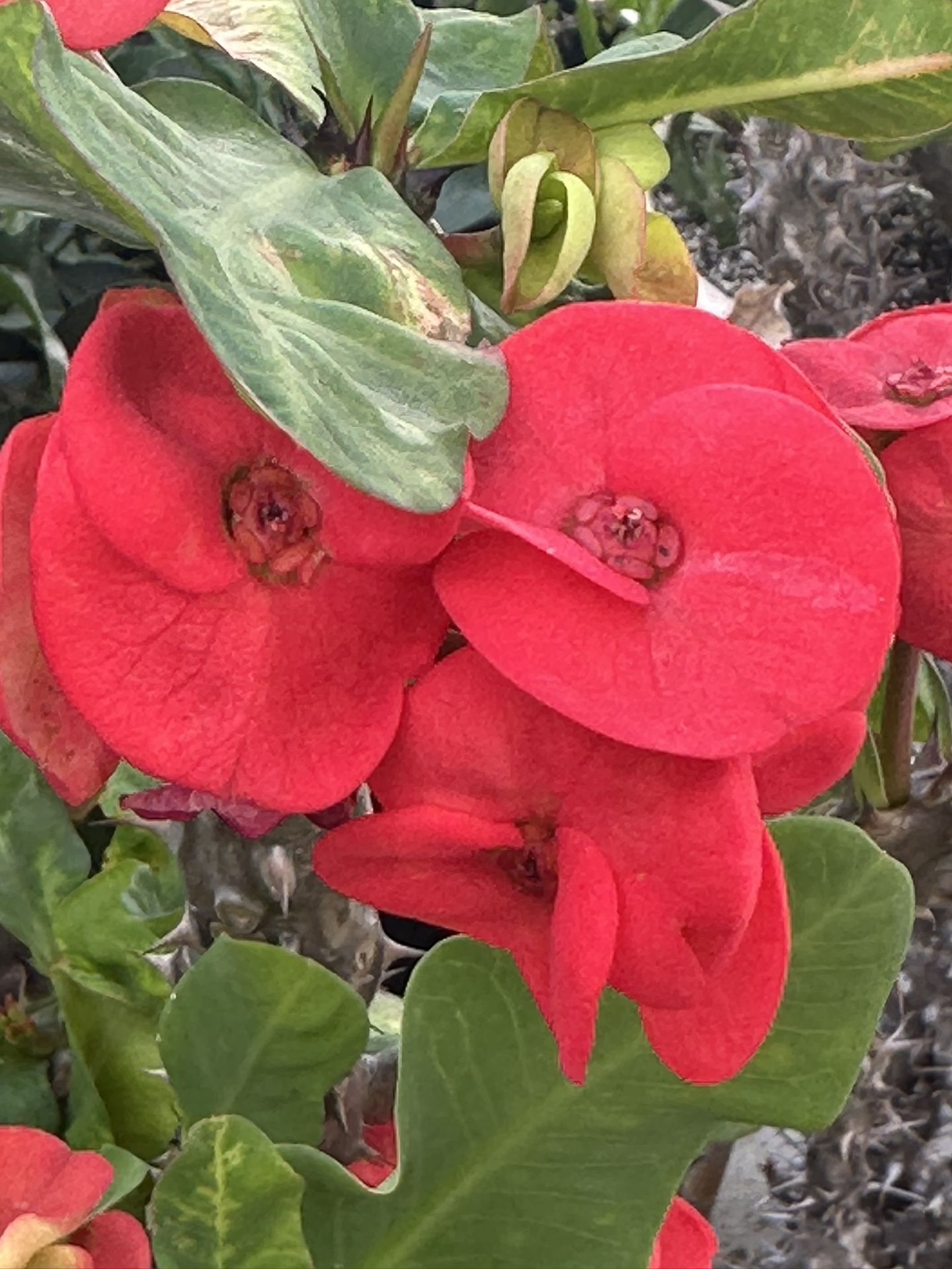 Corona De Cristo Roja