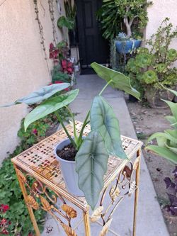 RARE. Alocasia Puncak Borneensis Plant $33