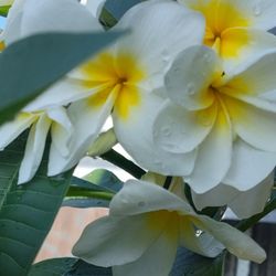 Plumerias Plant. Bluming 5 Gallons Pot