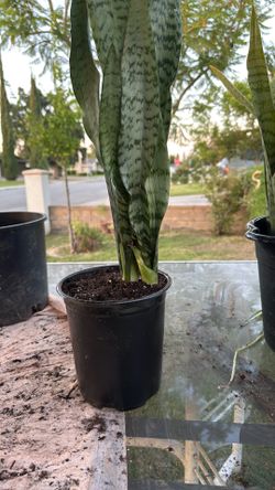 Snake plant