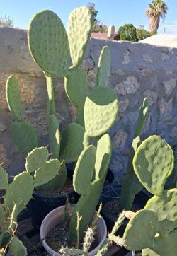 Nopales, prickly pear cactus