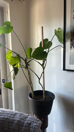 Monstera with pot