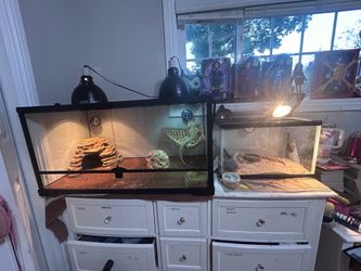 Leopard Geckos with Fully Stocked Enclosure