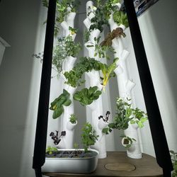 Plant Babies For Sale; I’ll Sprout For You! Start You Garden Today!