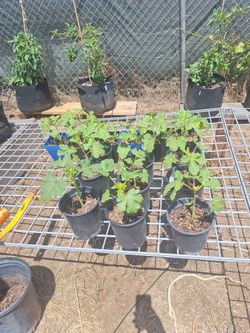 Okra plant