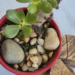 Variety of Succulent arrangements, tropical, vines