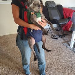 Dog Backpack / Carrier For 20-40lb