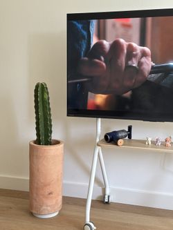 Tall Cactus in Terracotta Pot