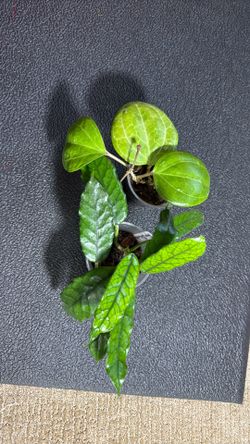 Hoya Globulosa and Sarawak bundle