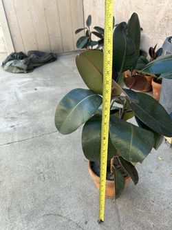 Plants