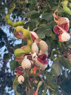 Guamuchil