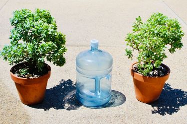 A pair of mature Ripple Jade in terracotta pots
