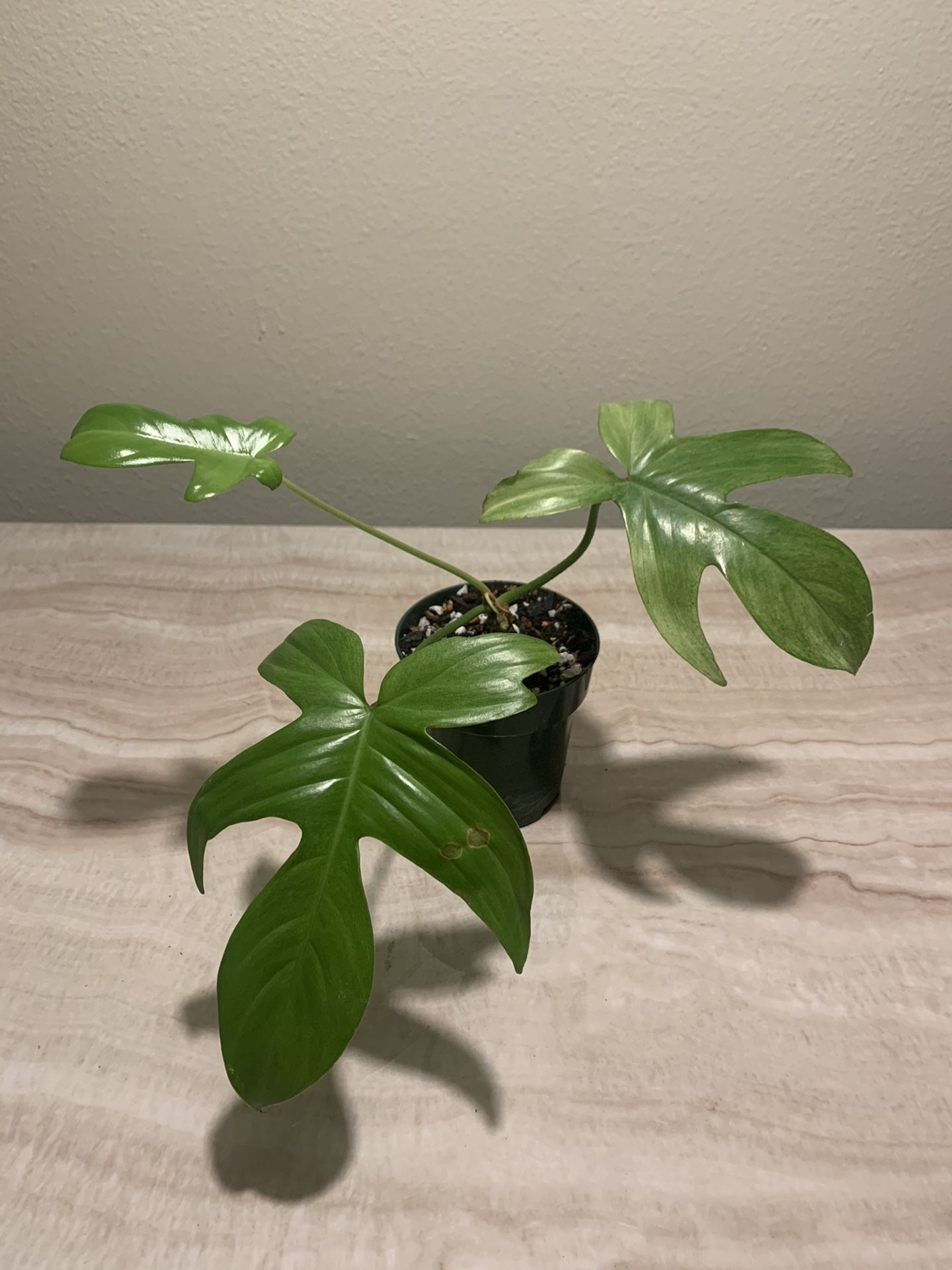 Philodendron Florida Ghost ‘Mint’ Plant