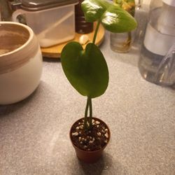 Monstera Deliciosa 2" 