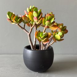 Live Jade Plant in Black Ceramic 5" Pot Red Tip Succulent 1.1’ Houseplant