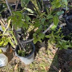 Hawaii Air Layer Longan Tree Pot