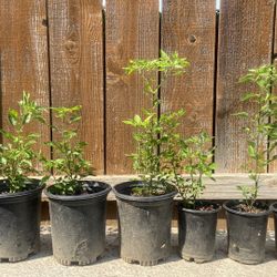 Pequín Pepper Plants $8