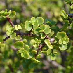 🪴 Elephant Bush (Portulacaria afra) – Thriving Succulents!