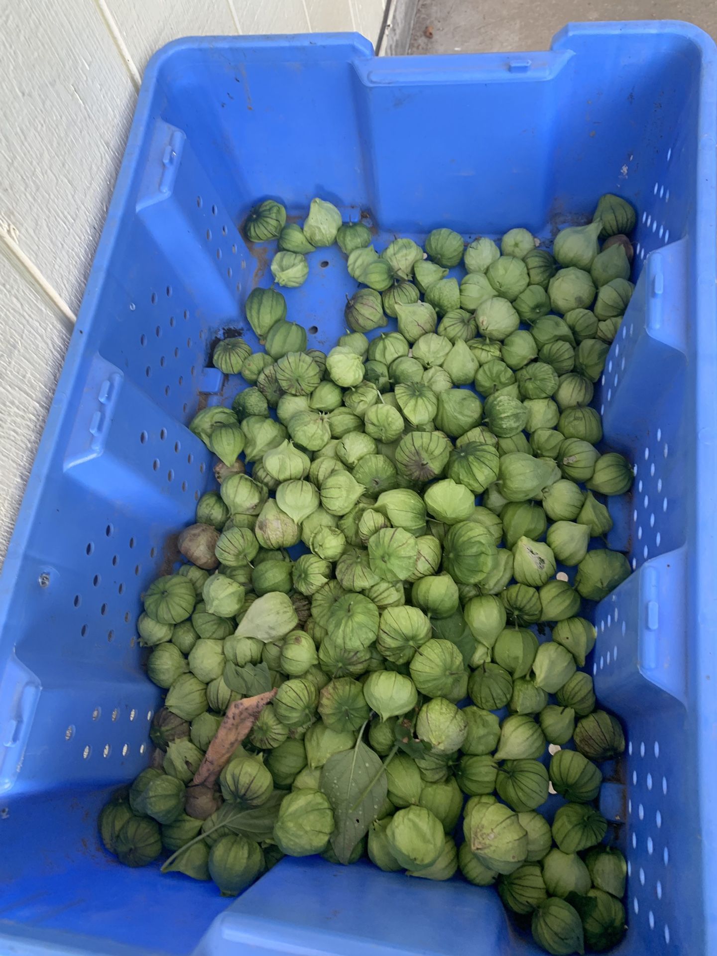 Tomatillo ala venta