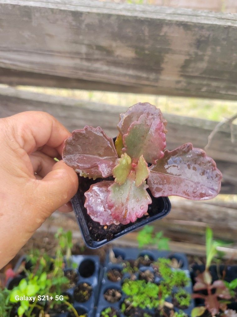 Succulent  ,kalanchoe 