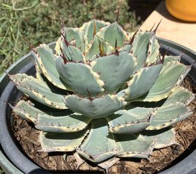 Variegated Agave