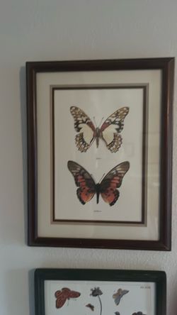 Butterfly Print