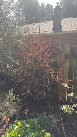 Japanese Barberry bush