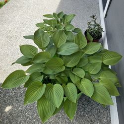 Huge Hosta Bush Plant 15”D12”H Pot