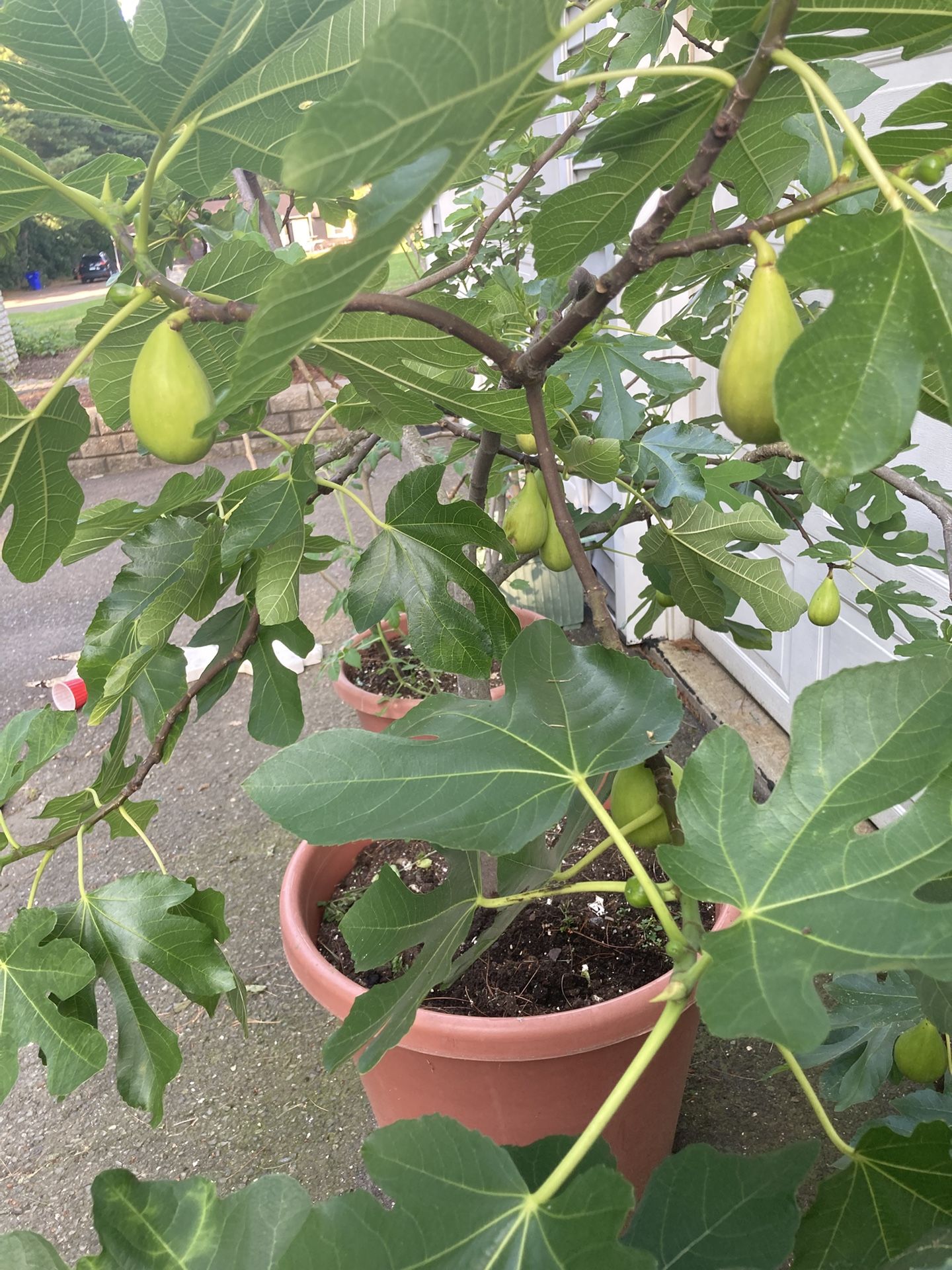 Fig Trees