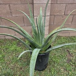 Aloe Vera Plant Medesinal 