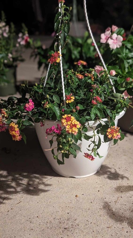 Lantana Plant