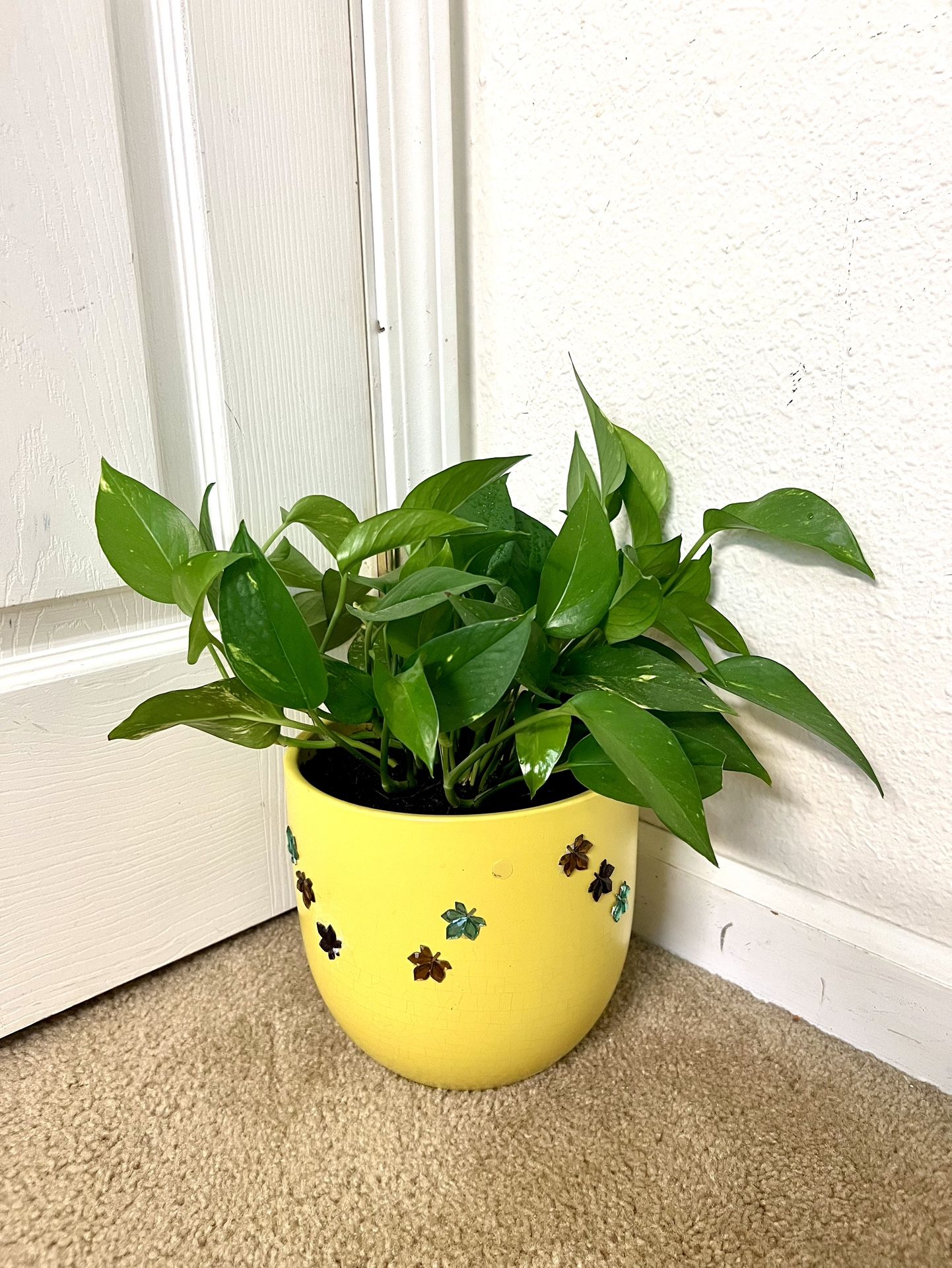 Pathos Plant 🪴