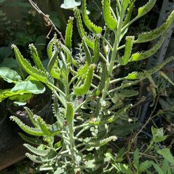 Calanchoe Madre De Miles