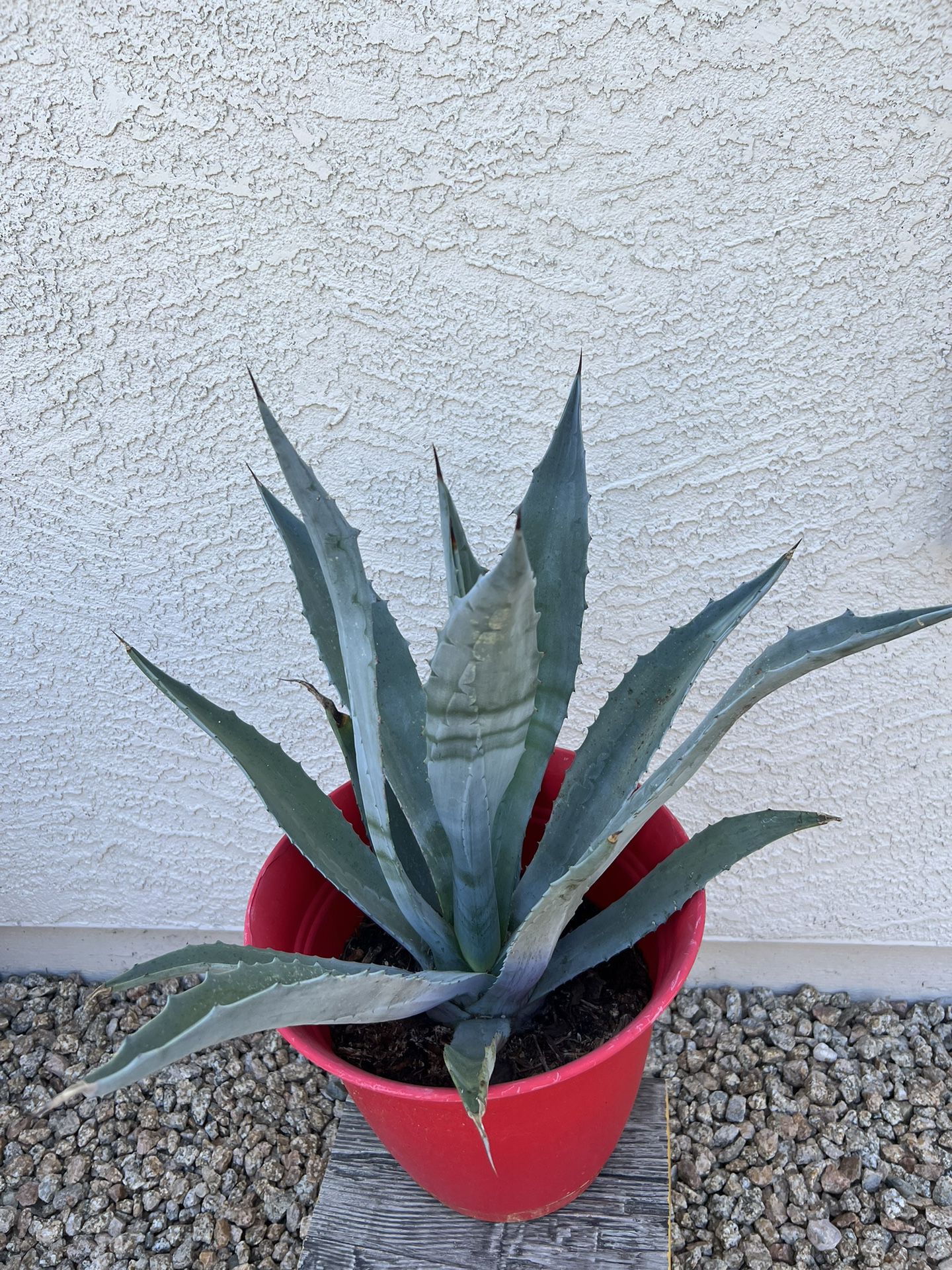 Agave Plant 
