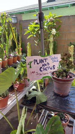 Cactus plants Prices Range From $30 Up To $400 For The Large Cactus