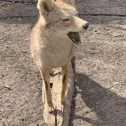 Full-Body Coyote Taxidermy Mount - Life-Size