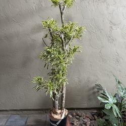 dieffenbachia camille care Dieffenbachia Camille  Plants-Zen