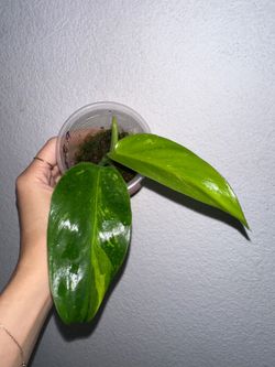 Philodendron Jose Bueno