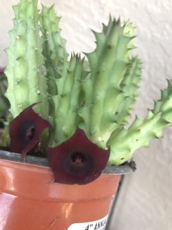 Beautiful live secculent with beautiful flower.need less care you can put indoor or outdoor ,