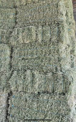 Alfalfa En La Puerta De Tu Casa
