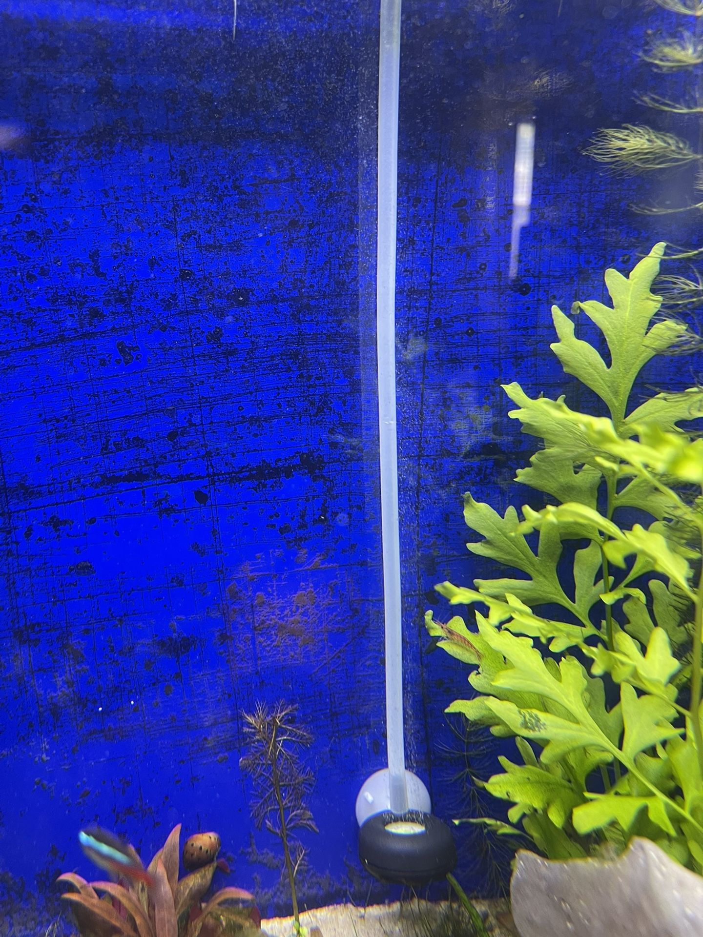 Refillable Carbon Ready To Use In Aquarium