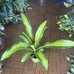 Dracaena plant 6”