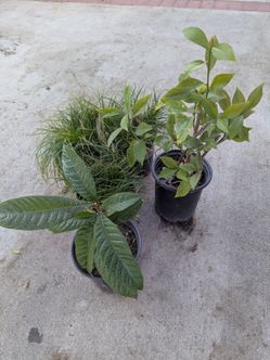 Free plants