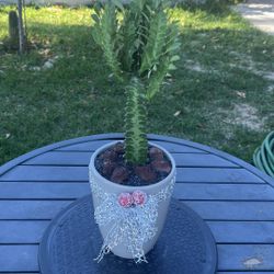 Very Healthy Euphorbia Trigona Plant In Beautiful Vase 
