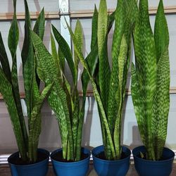 4 Feet Tall SANSEVERIA PLANTs.  $35 Each