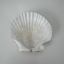 Scallop Shell #3