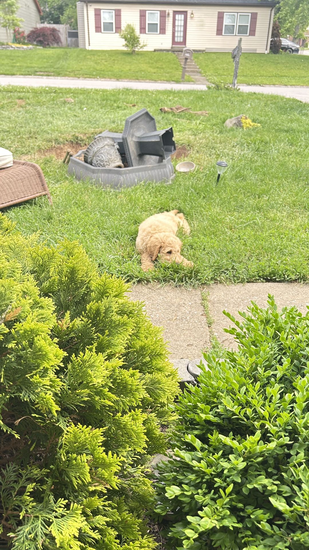Golden Doodle Puppies Looking To Trade For A Wheelie Bike / Se Bike