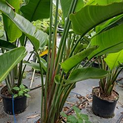 traveler  Palms staring  $55 and up all sizes available  