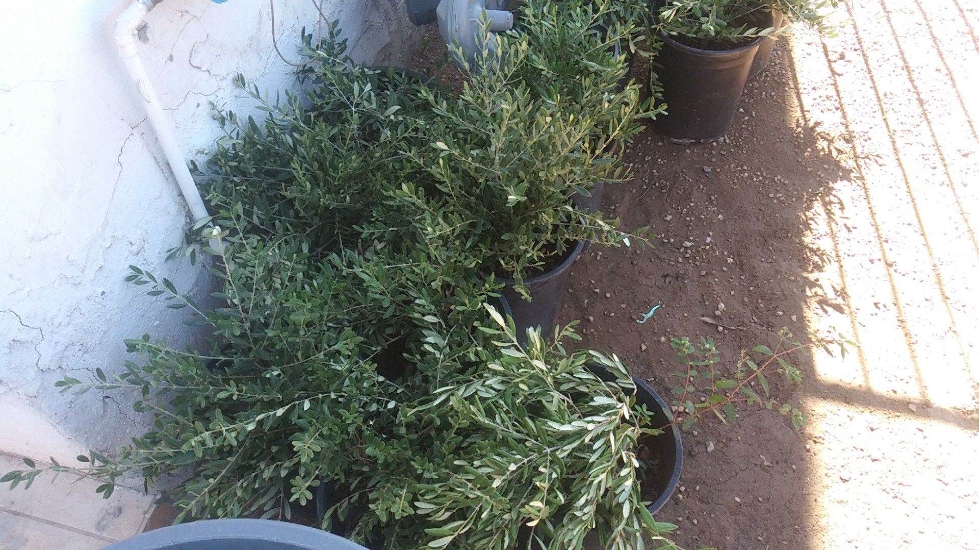 Olivos 5 gallon plants